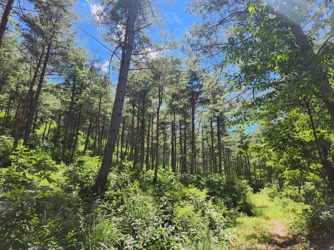 국토녹화 시범현장, 창수전시림