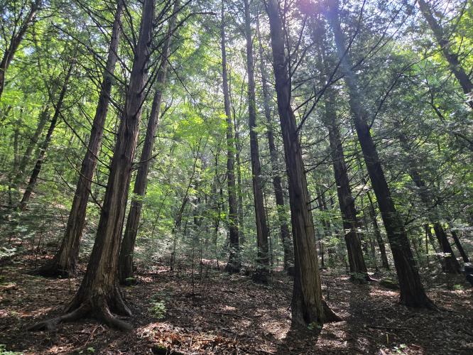 무주 적상산 편백나무숲