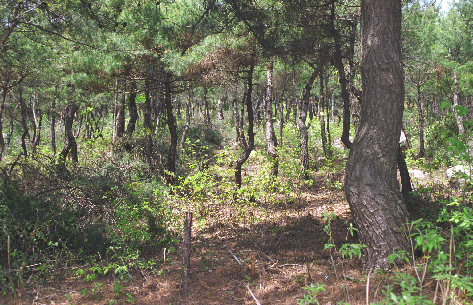 이보식 산림청장 숲가꾸기 공공근로사업현장 방문
