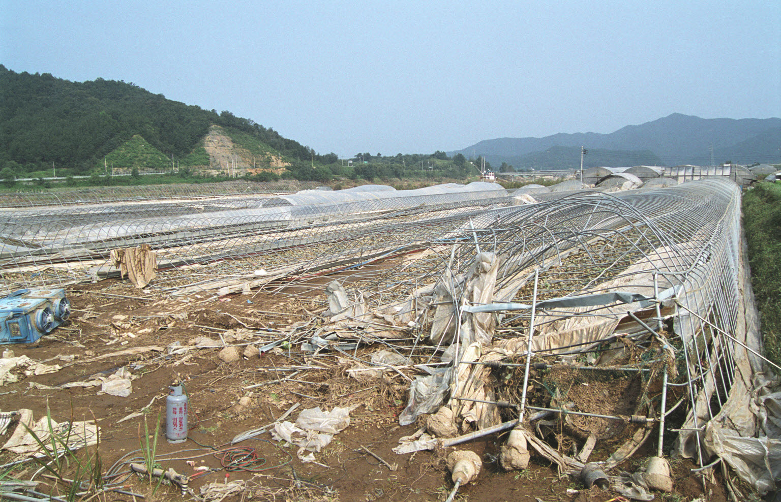 태풍루사(수해) 피해 지역 복구작업 농촌 일손돕기